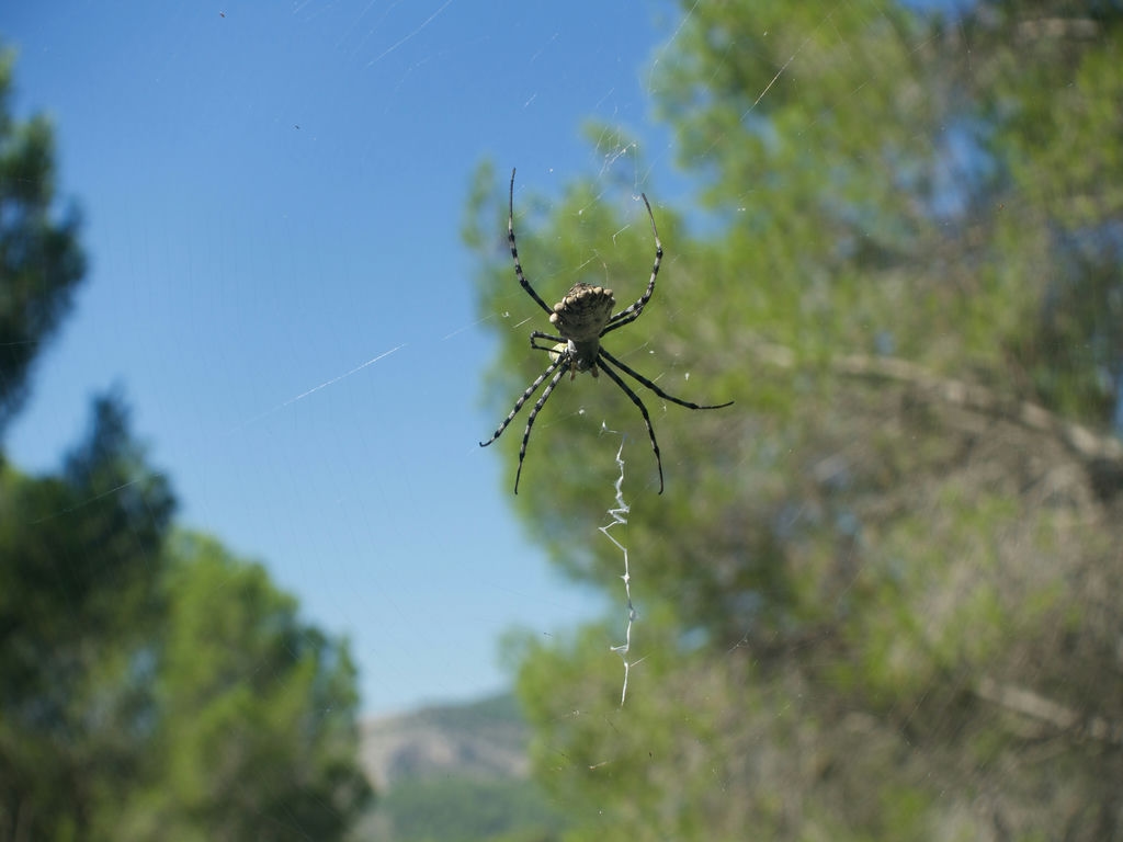 Araña