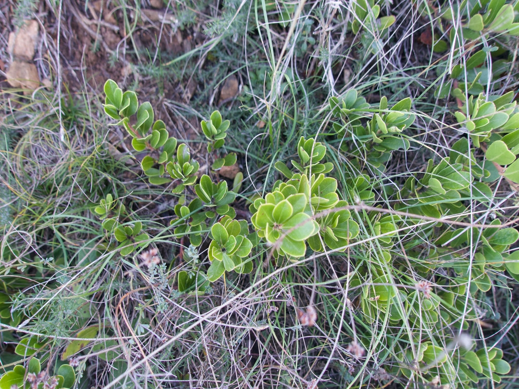 Uva de Oso