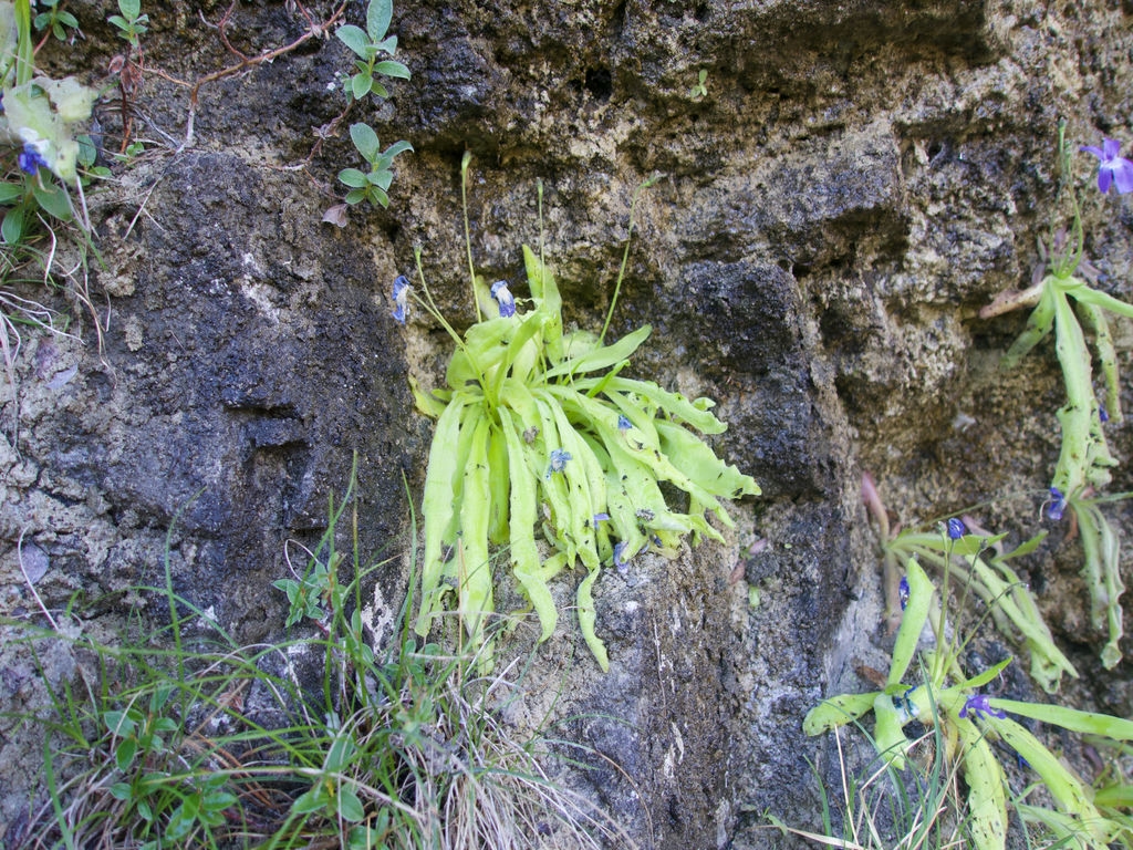 Grasilla de Hojas Alargadas