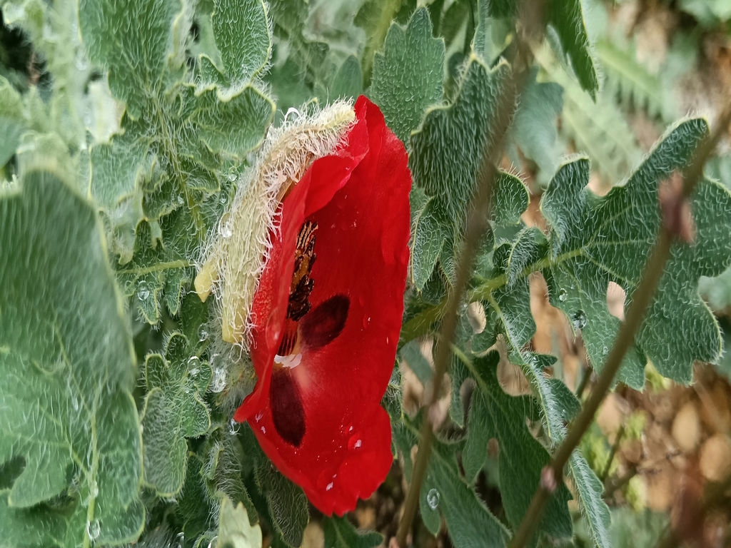 Amapola Cornuda