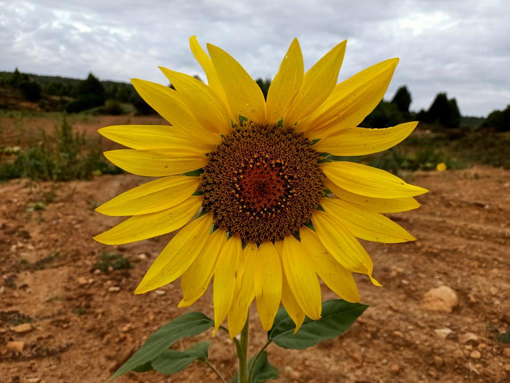 Girasol