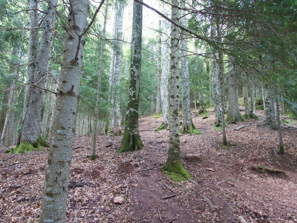 Selva de Oza