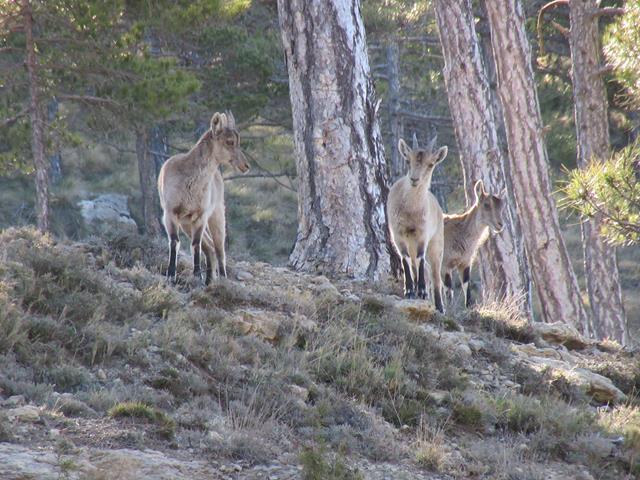 Cabras Montesas