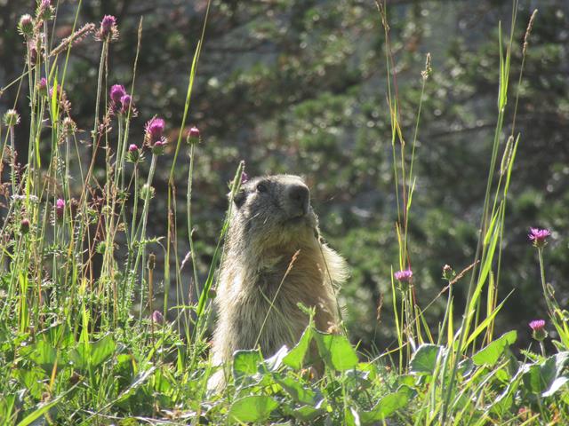 Marmota