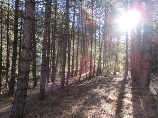 Bosque