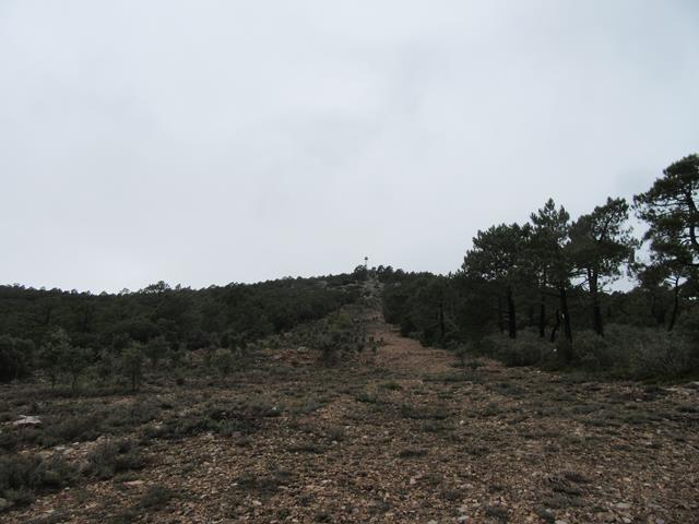 Torre
