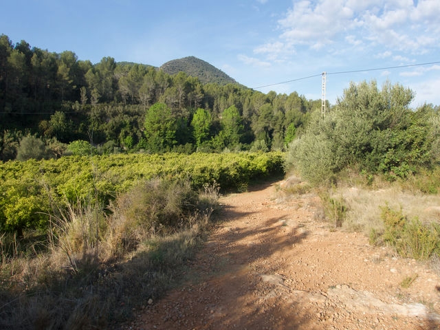 Caminamos entre Campos