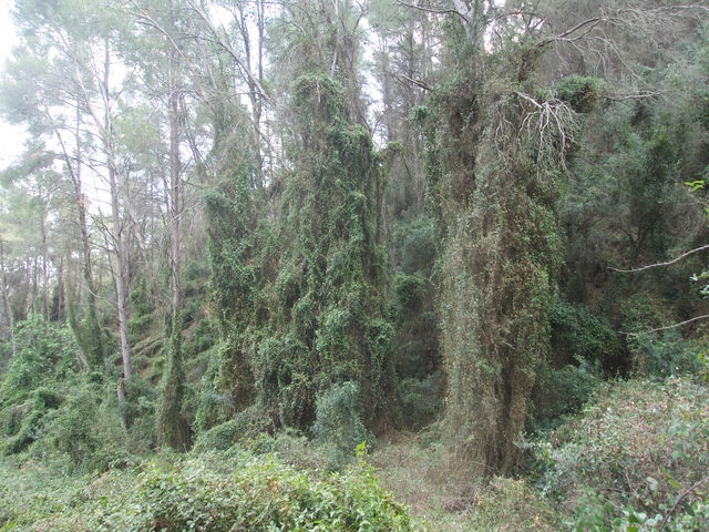 Bosque