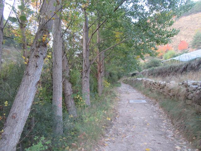 Camino