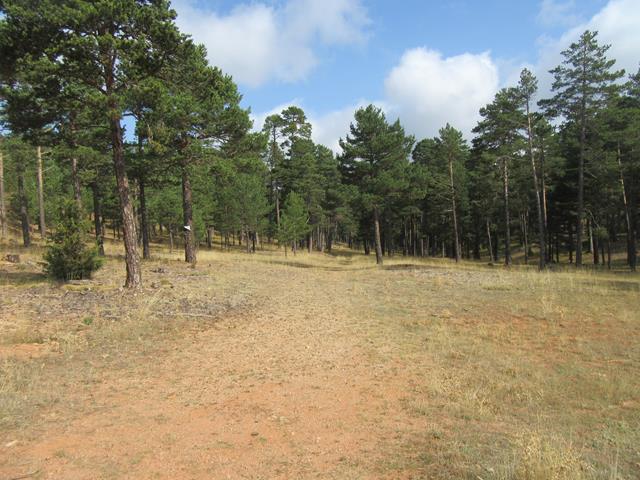 Camino