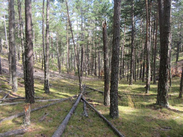 Bosque