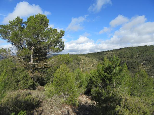 Vistas