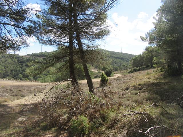Pista