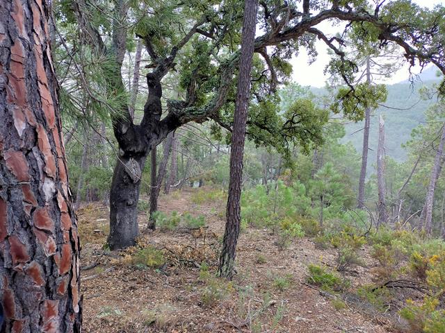 Bosque