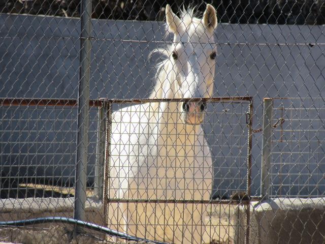 Caballo