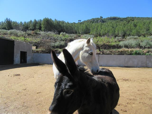 Caballo y Burro