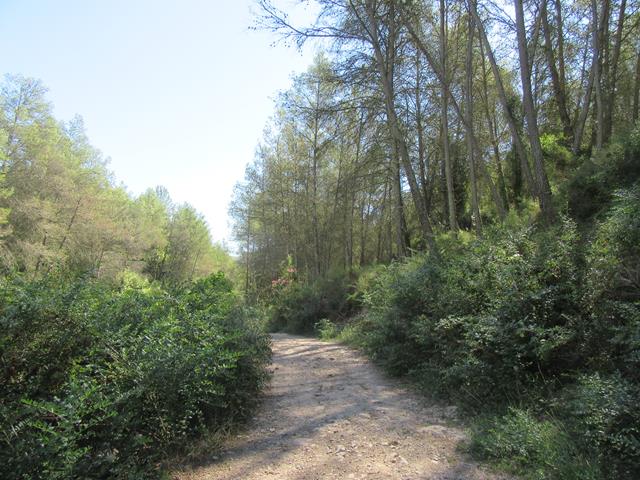 Camino