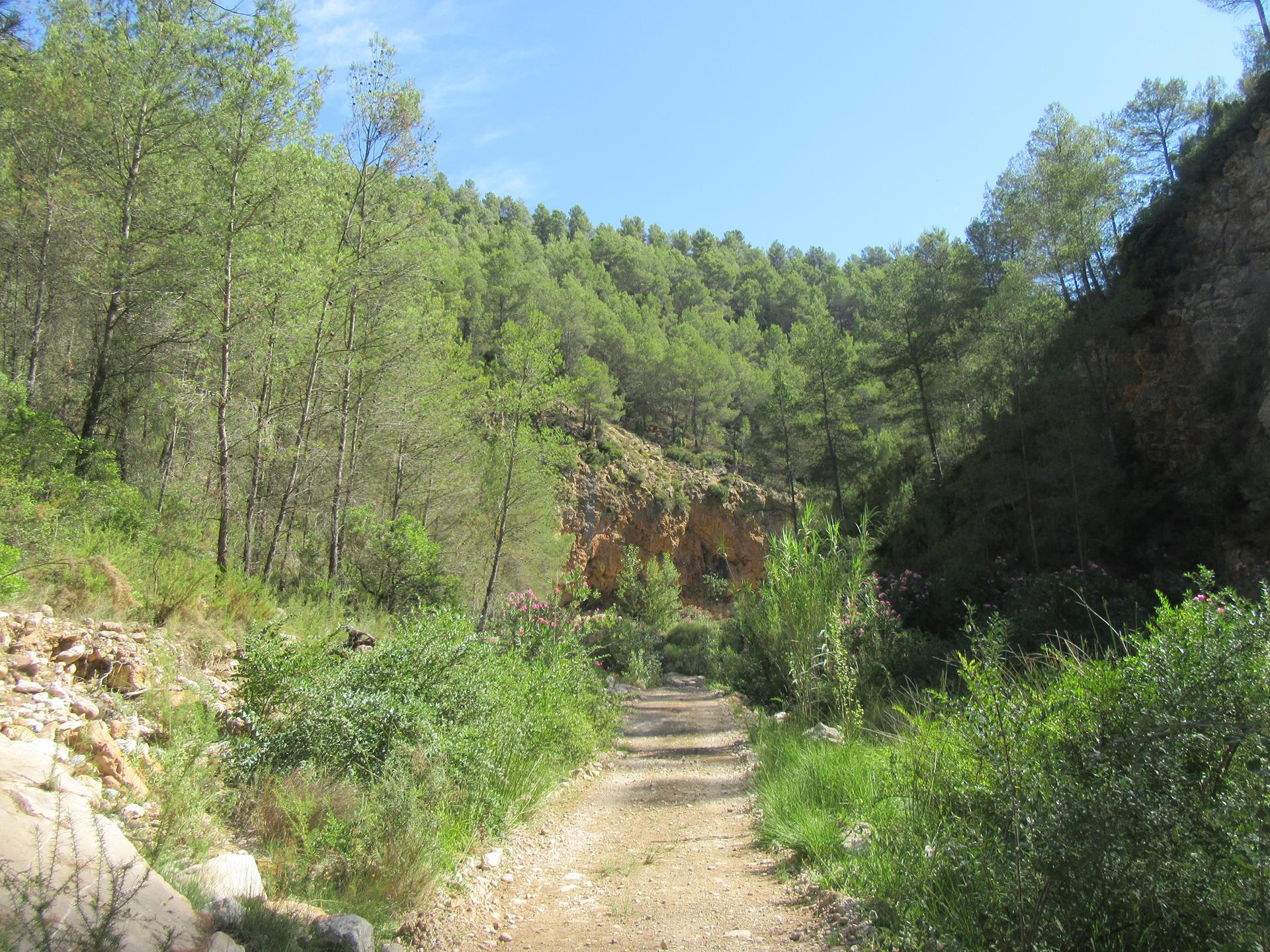 Camino