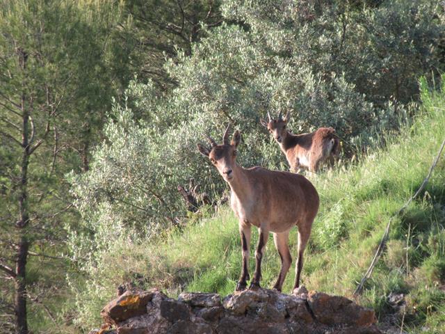 Cabras Montesas
