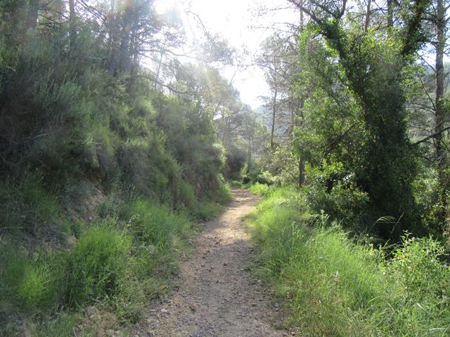 Camino