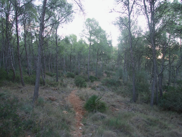 Senda