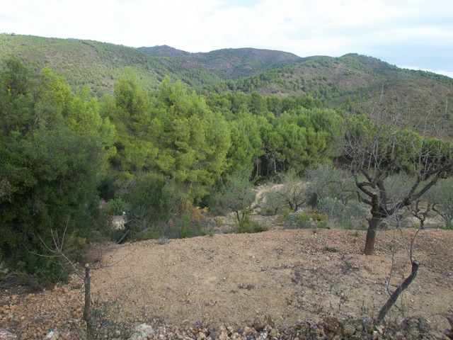 Bajando entre Campos
