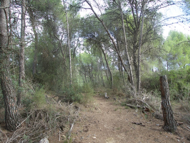 Senda por el Bosque