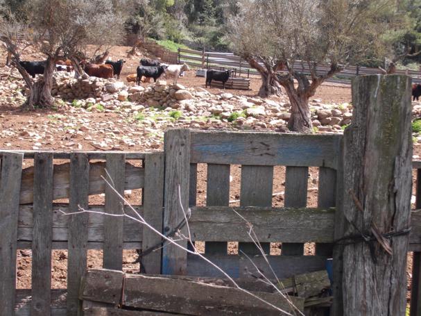 Granja