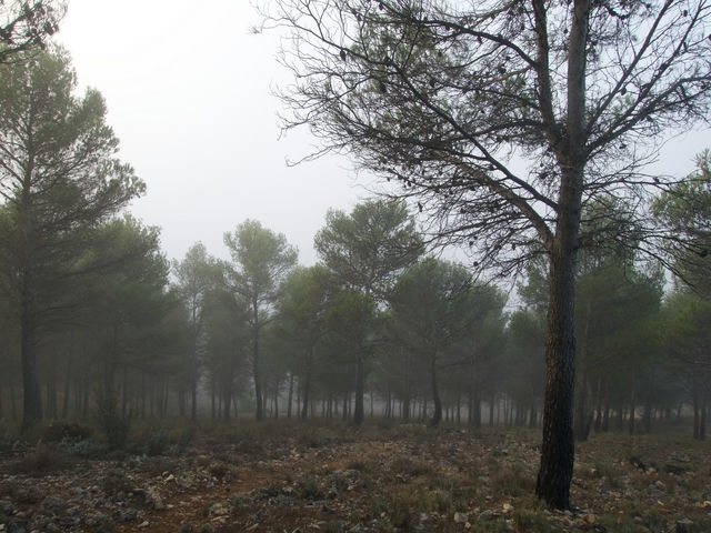 Pinar
