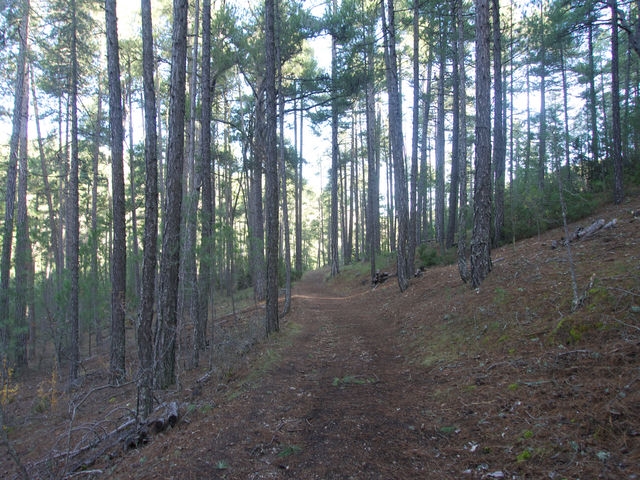 Camino