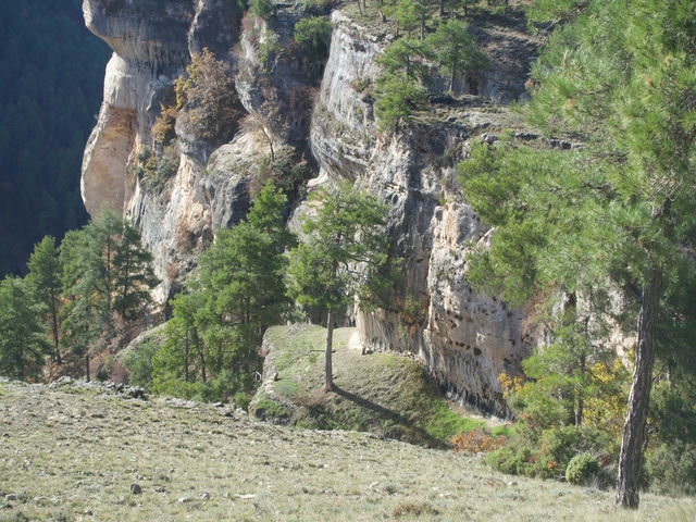 Buitres Leonados