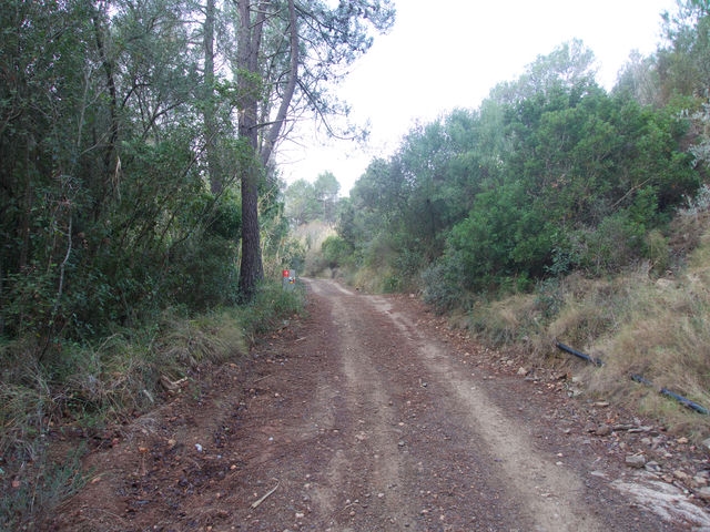 Camino