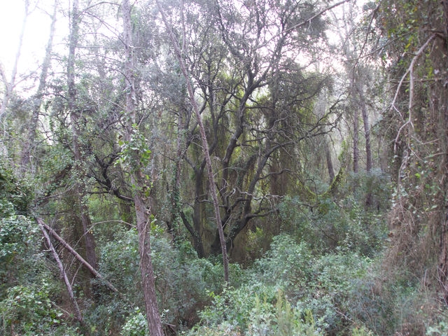 Barranco