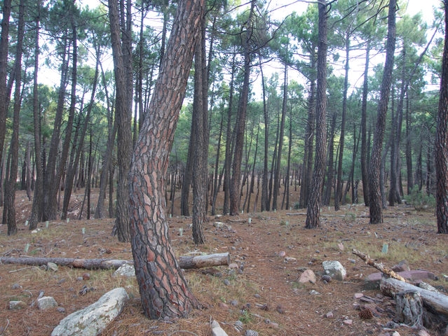 Bosque