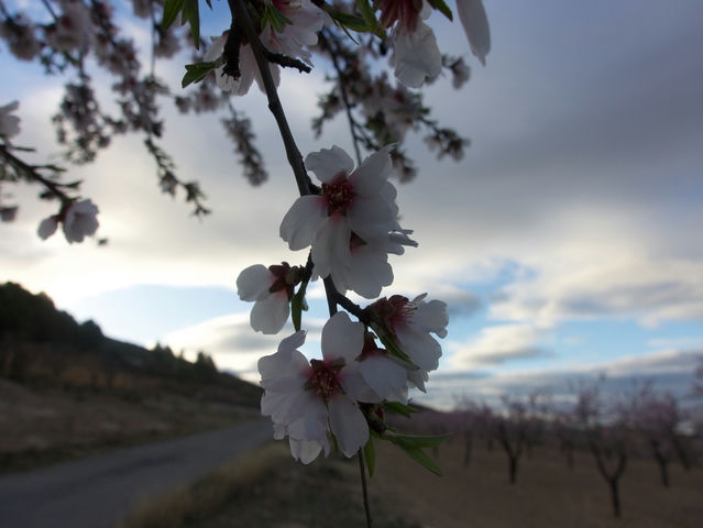 Almendros
