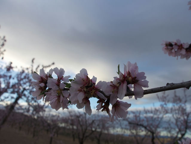Almendros