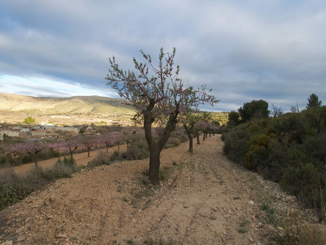 Almendros