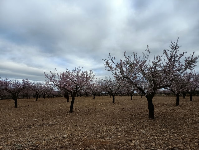 Almendros