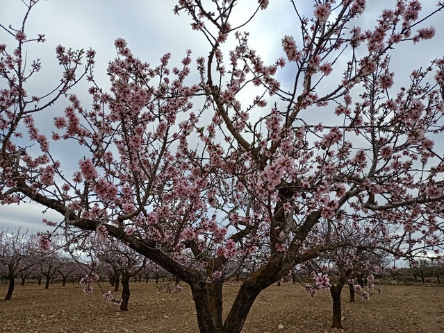 Almendros
