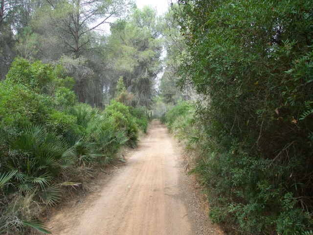 Camino