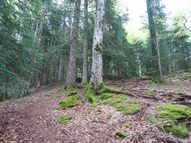 Bosque