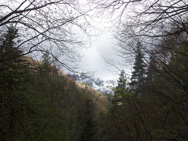 Vistas