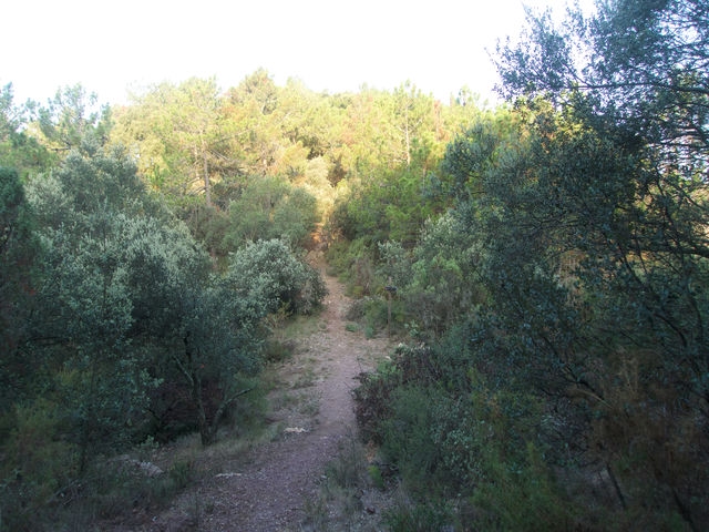 Collado