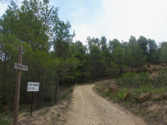 Camino