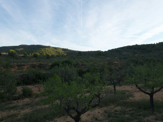 Campos de Olivos