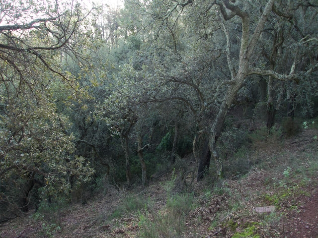 Bosque