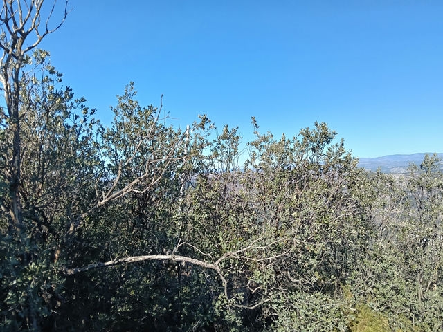 Cima