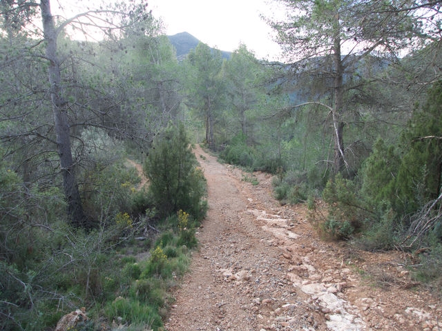 Camino
