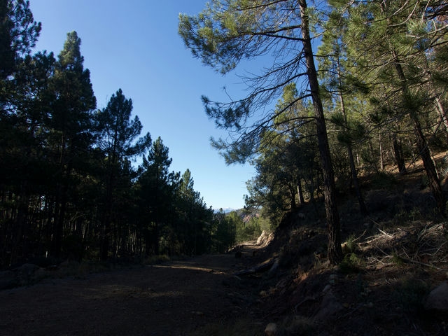 Pista