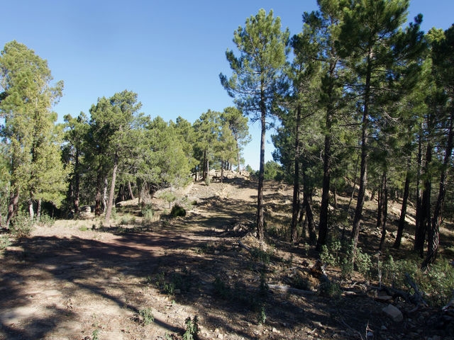 Camino